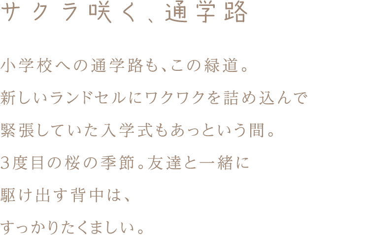 サクラ咲く、通学路