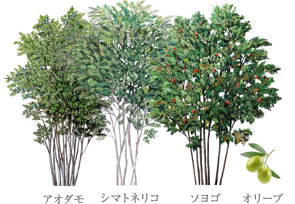 アオダモ シマトネリコ ソヨゴ オリーブ