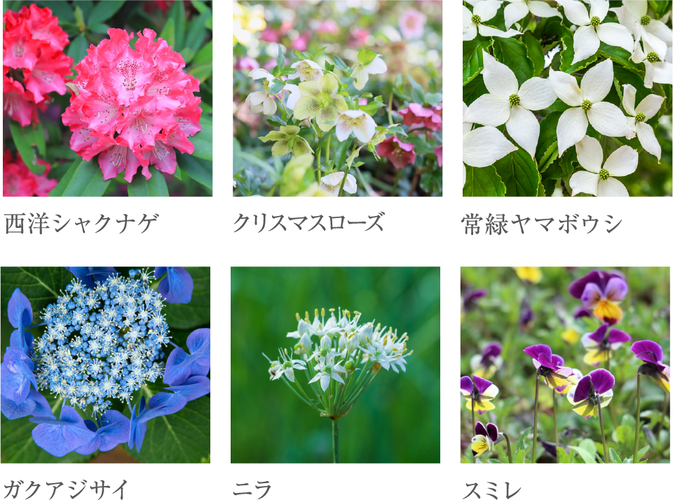 西洋シャクナゲ クリスマスローズ 常緑ヤマボウシ ガクアジサイ ニラ スミレ